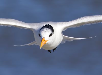 Gulls Terns Pelagic Birds