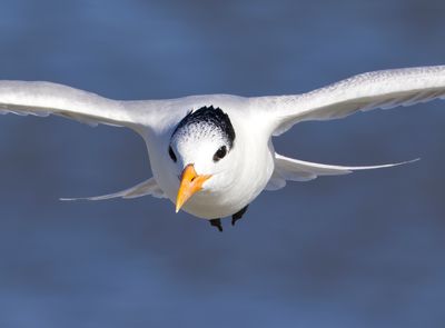 Royal Tern en Face