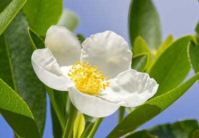 Loblolly Bay Flower I