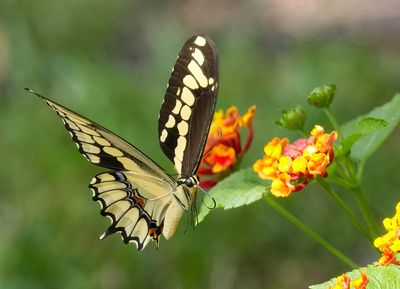 Giant Swallowtail in Flight Yulee IV