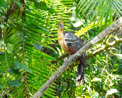 Hoatzin I