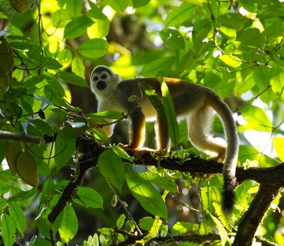 Squirrel Monkey