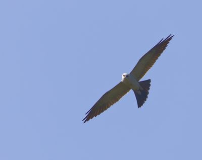 Swallow-tailed Kite in Flight VII(stare)