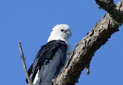 Swallowtail Kite Portrait II