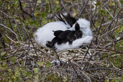 Ball of Frigatebird