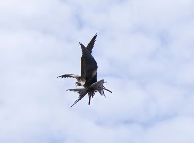 Clash of the Titans Frigatebirds