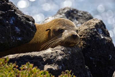 Galpagos Sea Lion Headrest