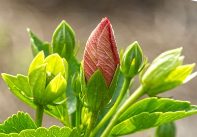 Hibiscus Bud II