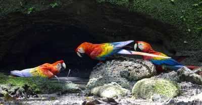 Scarlet Macaw V