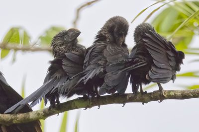 Smoothe Billed Ani.