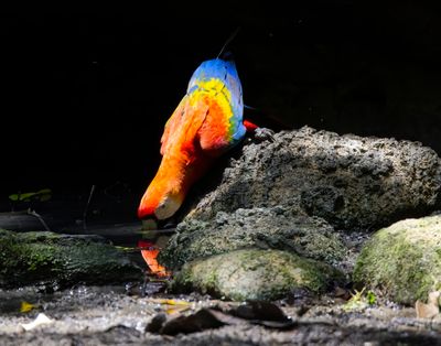 Scarlet Macaw VII.jpg