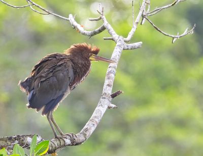 Tiger Heron, Rufescent