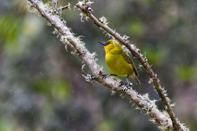 Hawaii Akiapolaau
