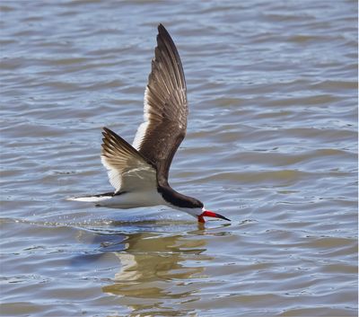 Black Skimmer Feeding