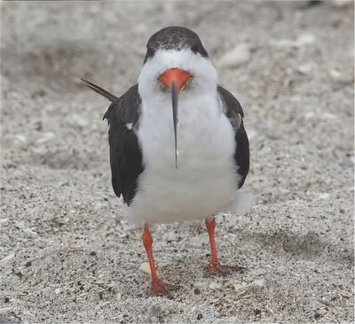 Black Skimmer, Knife edge