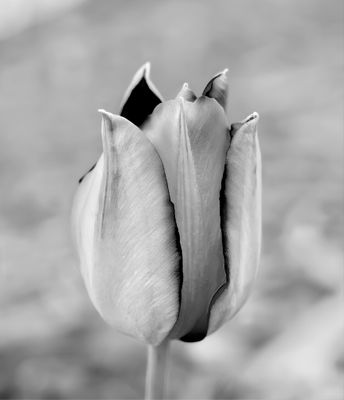 Tulip IV b/w