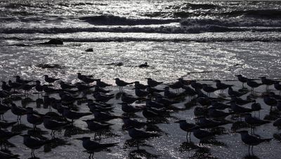 Terns Early Sun Fort Clinch Beach