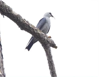 Mississippi Kite