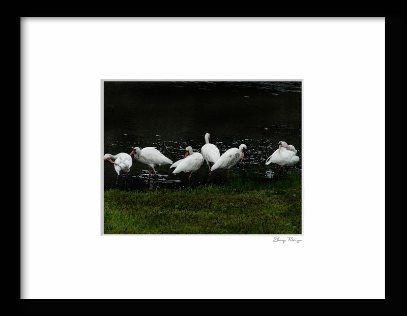 -RUNGE_FRAME {6 IBIS 01).tif