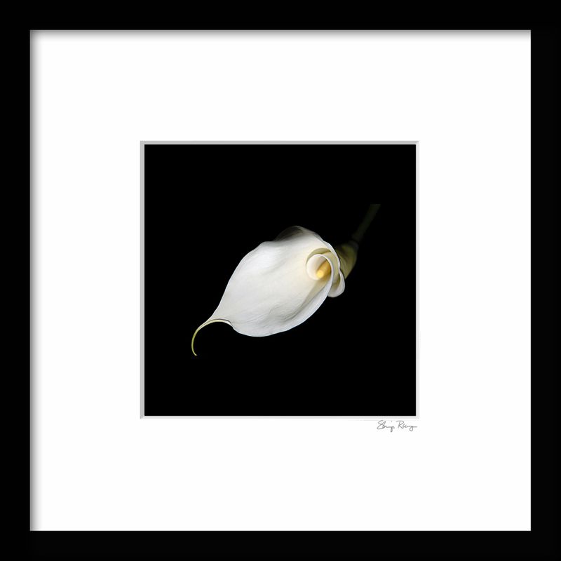 -RUNGE_FRAME {CALLA 01).jpg