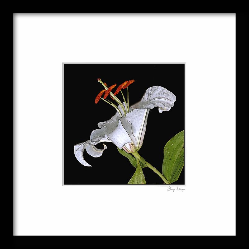 -RUNGE_FRAME {LILY  01}.jpg