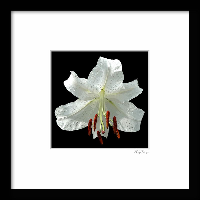 -RUNGE_FRAME {LILY  02}.jpg