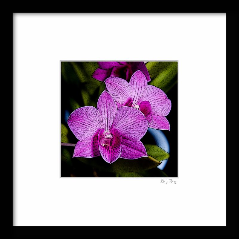 -RUNGE_FRAME {Orchid}.jpg