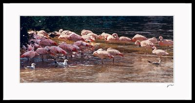 -RUNGE_FRAME {FLAMINGOS}031.tif