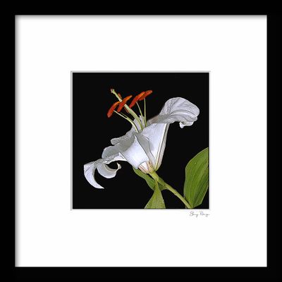-RUNGE_FRAME {LILY  01}.jpg