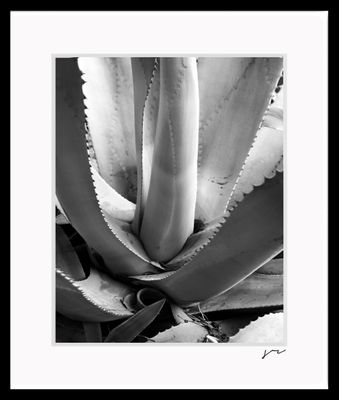 RUNGE_FRAME {CENTURY}.jpg