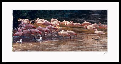 RUNGE_FRAME {FLAMINGOS}031.jpg