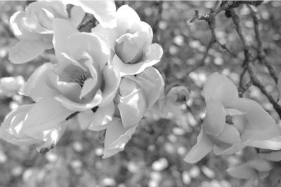 Japanese Magnolia 2