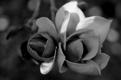 Japanese Magnolia 3
