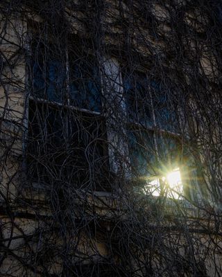 Vines and Sun Burst