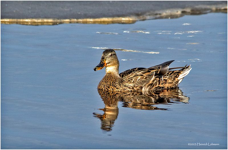 K3315482-Mallard-female.jpg