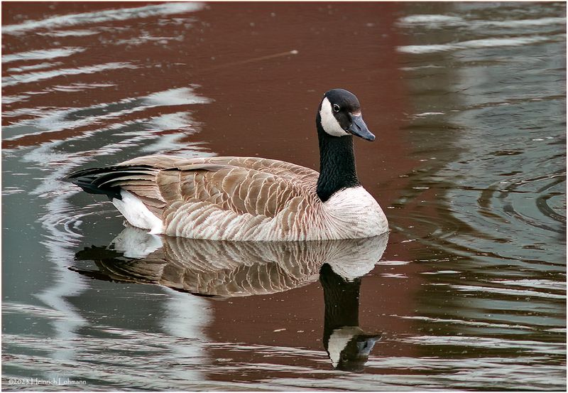 K3315552-Canada Goose.jpg