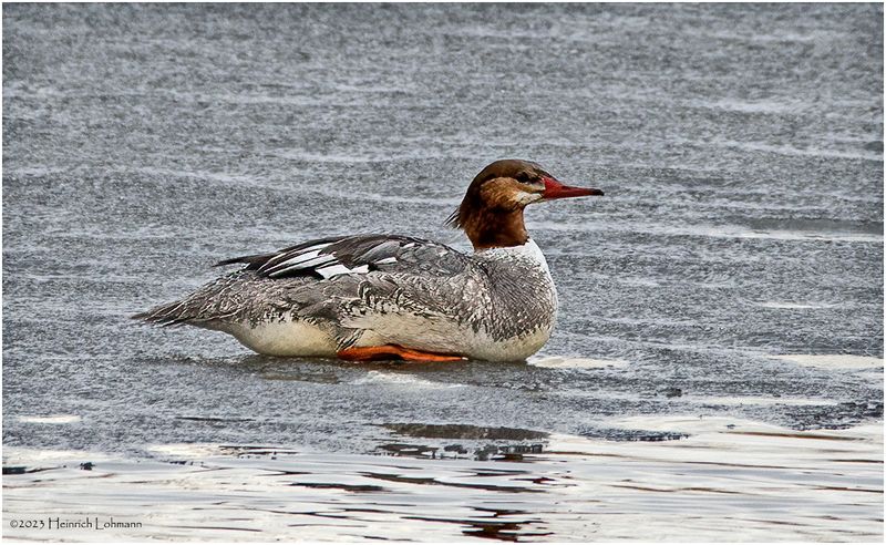K3315627-Hooded Merganser-female.jpg
