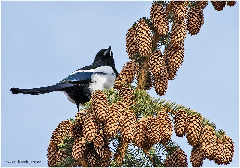 K3315899-Black-billed Magpie.jpg