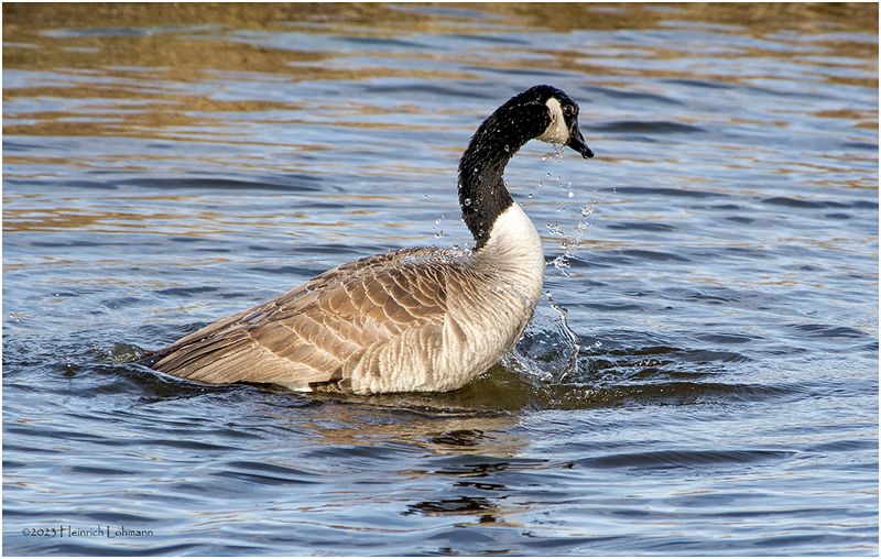K3315985-Canada Goose.jpg