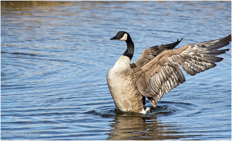 K3315992-Canada Goose.jpg