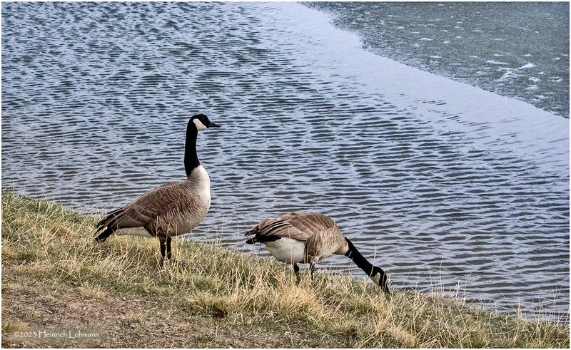 K4230556-Canada Geese.jpg