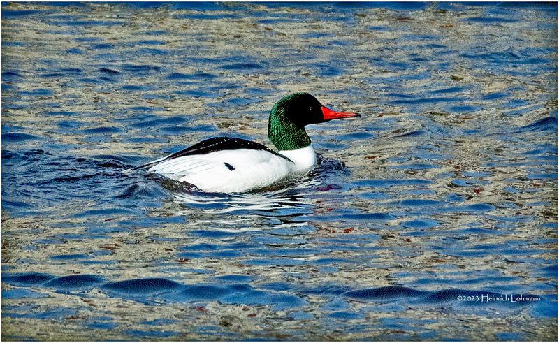K4230564-Common Merganser-male.jpg