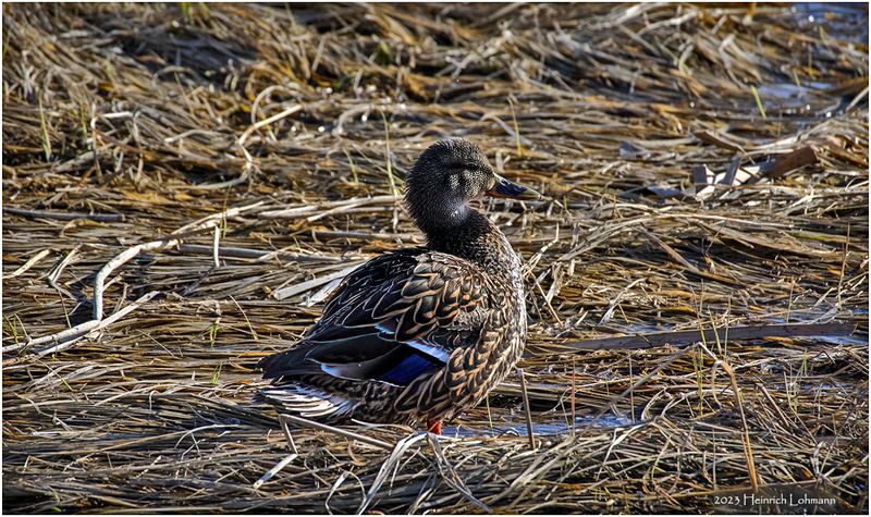 K4230579-Mallard-female.jpg