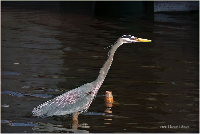 K4230713-Great Blue Heron.jpg