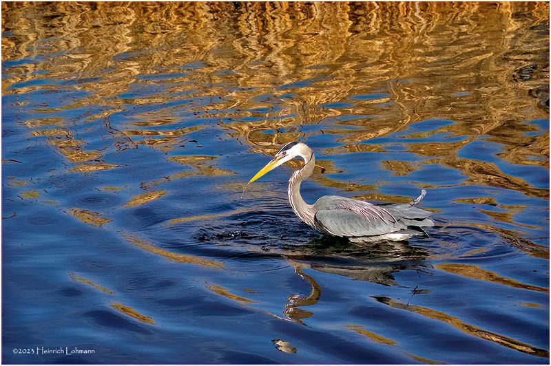 K4230722-Great Blue Heron.jpg