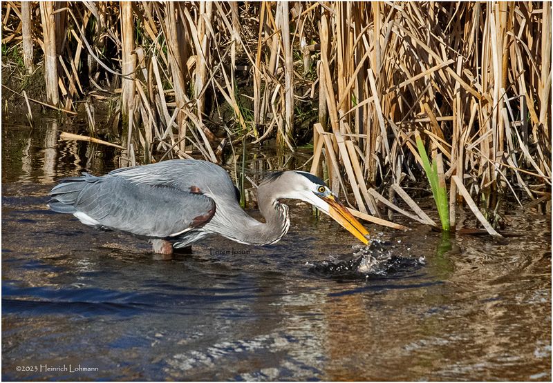 K4230777-Great Blue Heron.jpg