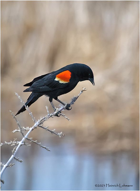 K4230618-Red-Winged Blackbird-male.jpg