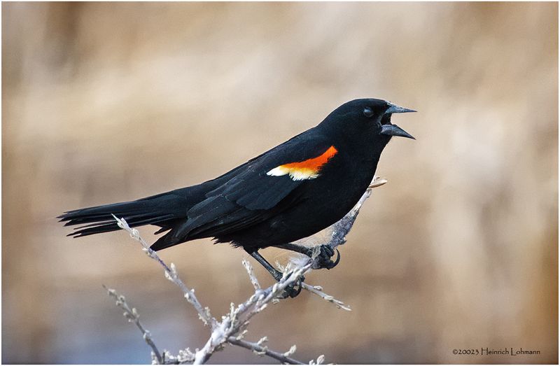 K4230628-Red-Winged Blackbird-male.jpg