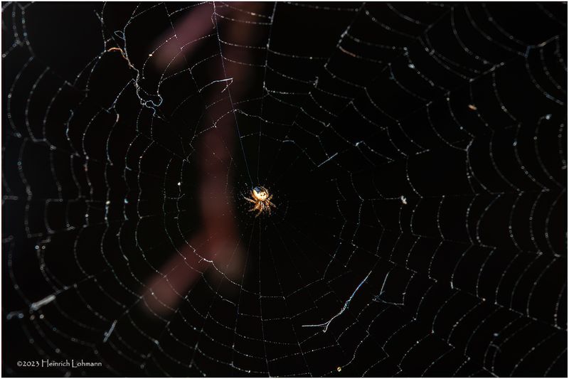 KF000114-Real tiny spider.jpg