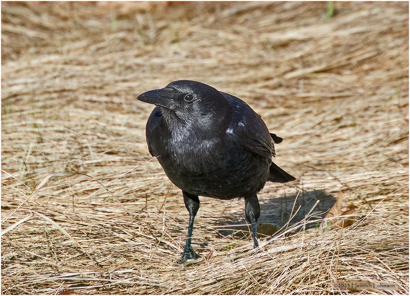 K3316085-American Crow.jpg